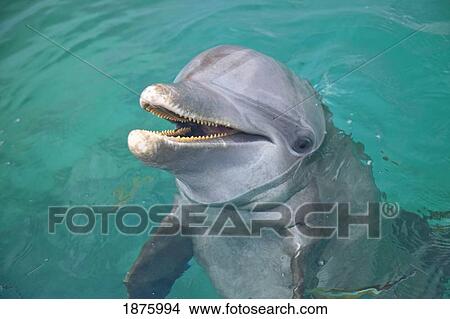 Roatan, Bay Islands, Honduras; A Bottlenose Dolphin (Tursiops Truncatus) In The Water At Anthony's Key Resort View Large Photo Image Picture - Roatan, Bay Islands, Honduras; A Bottlenose Dolphin (Tursiops Truncatus) In The Water At Anthony's Key Resort. Fotosearch