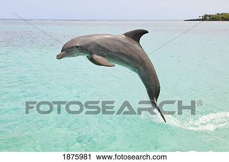 Stock Image - Roatan, Bay Islands, Honduras; A Bottlenose Dolphin (Tursiops Truncatus) Jumping Out Of The Water At Anthony's Key Resort. Fotosearch