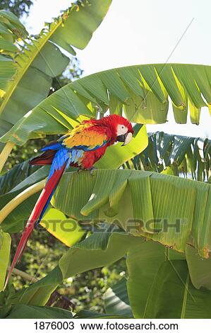 Stock Image - Roatan, Bay Islands, Honduras; A Scarlet Macaw (Ara Macao) In The Rehab Center & Forest Preserve On Mango Key Across From Coxen Hole. Fotosearch