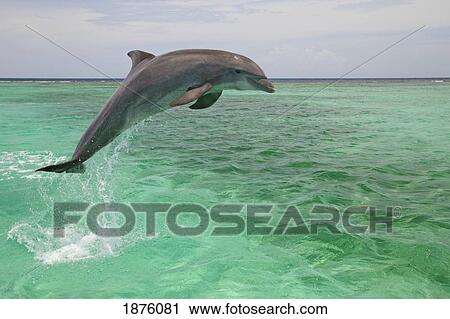 Stock Image - Roatan, Bay Islands, Honduras; A Bottlenose Dolphin (Tursiops Truncatus) Jumping Out Of The Water At Anthony's Key Resort. Fotosearch