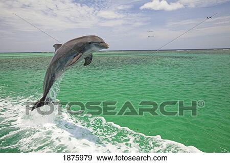 Stock Photo - Roatan, Bay Islands, Honduras; A Bottlenose Dolphin (Tursiops Truncatus) Jumping Out Of The Water At Anthony's Key Resort. Fotosearch