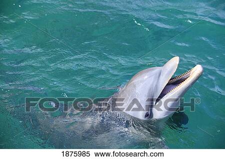 Stock Photography - Roatan, Bay Islands, Honduras; A Bottlenose Dolphin (Tursiops Truncatus) In The Water At Anthony's Key Resort. Fotosearch