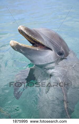 Roatan, Bay Islands, Honduras; A Bottlenose Dolphin (Tursiops Truncatus) In The Water At Anthony's Key Resort View Large Photo Image Stock Photography - Roatan, Bay Islands, Honduras; A Bottlenose Dolphin (Tursiops Truncatus) In The Water At Anthony's Key Resort. Fotosearch