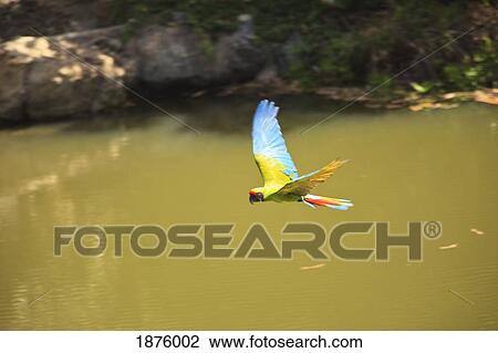 Roatan, Bay Islands, Honduras; Green Macaw (Ara Chloropterus) In Flight In The Forest Preserve View Large Photo Image Stock Image - Roatan, Bay Islands, Honduras; Green Macaw (Ara Chloropterus) In Flight In The Forest Preserve. Fotosearch