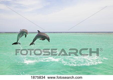 Picture - Roatan, Bay Islands, Honduras; Bottlenose Dolphins (Tursiops Truncatus) At Anthony's Key Resort In The Caribbean Sea. Fotosearch