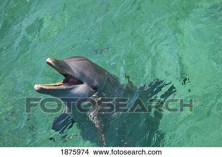 Roatan, Bay Islands, Honduras; Bottlenose Dolphin (Tursiops Truncatus) At Anthony's Key Resort View Large Photo Image Picture - Roatan, Bay Islands, Honduras; Bottlenose Dolphin (Tursiops Truncatus) At Anthony's Key Resort. Fotosearch