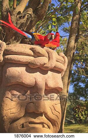 Picture - Roatan, Bay Islands, Honduras; Scarlet Macaws (Ara Macao) In The Rehab Center & Forest Preserve On Mango Key Across From Coxen Hole. Fotosearch
