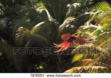 Roatan, Bay Islands, Honduras; Scarlet Macaws (Ara Macao) In Flight In The Forest Preserve View Large Photo Image Stock Image - Roatan, Bay Islands, Honduras; Scarlet Macaws (Ara Macao) In Flight In The Forest Preserve. Fotosearch