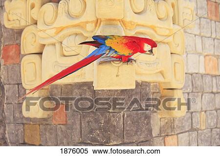 Stock Photography - Roatan, Bay Islands, Honduras; Scarlet Macaw (Ara Macao) In The Rehab Center & Forest Preserve On Mango Key Across From Coxen Hole. Fotosearch