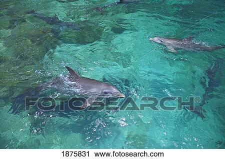 Stock Image - Roatan, Bay Islands, Honduras; Bottlenose Dolphins (Tursiops Truncatus) In The Caribbean Sea. Fotosearch