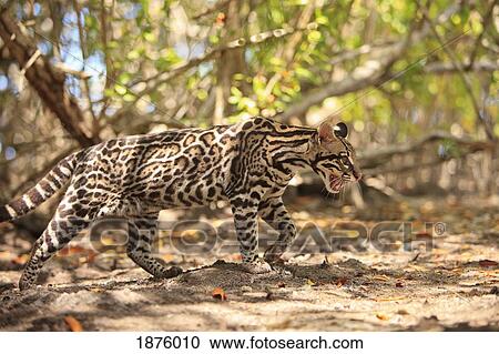 Roatan, Bay Islands, Honduras; Endangered Species Jaguar (Panthera Onca) In The Rehab Center & Forest Preserve On Mango Key Across From Coxen Hole View Large Photo Image Stock Image - Roatan, Bay Islands, Honduras; Endangered Species Jaguar (Panthera Onca) In The Rehab Center & Forest Preserve On Mango Key Across From Coxen Hole. Fotosearch