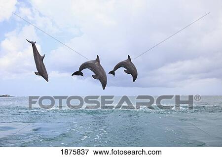 Stock Photo - Roatan, Bay Islands, Honduras; Bottlenose Dolphins (Tursiops Truncatus) Jumping Together In The Caribbean Sea. Fotosearch