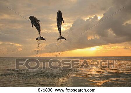 Stock Photo - Roatan, Bay Islands, Honduras; Bottlenose Dolphins (Tursiops Truncatus) Jumping Together At Sunset In The Caribbean Sea. Fotosearch