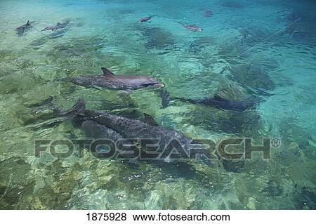 Stock Photo - Roatan, Bay Islands, Honduras; Bottlenose Dolphins (Tursiops Truncatus) In The Caribbean Sea. Fotosearch