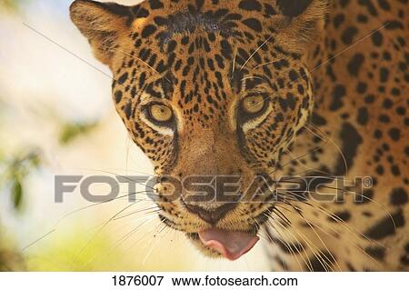 Stock Photo - Roatan, Bay Islands, Honduras; Endangered Species Jaguar (Panthera Onca) In The Rehab Center & Forest Preserve On Mango Key Across From Coxen Hole. Fotosearch