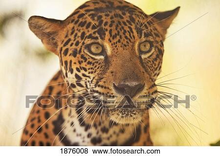 Roatan, Bay Islands, Honduras; Endangered Species Jaguar (Panthera Onca) In The Rehab Center & Forest Preserve On Mango Key Across From Coxen Hole View Large Photo Image Stock Photo - Roatan, Bay Islands, Honduras; Endangered Species Jaguar (Panthera Onca) In The Rehab Center & Forest Preserve On Mango Key Across From Coxen Hole. Fotosearch