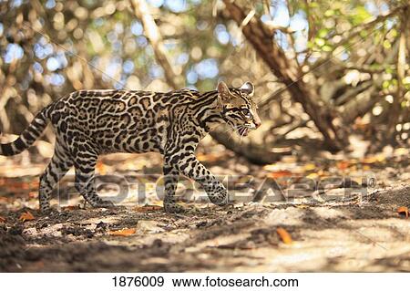 Stock Photo - Roatan, Bay Islands, Honduras; Endangered Species Jaguar (Panthera Onca) In The Rehab Center & Forest Preserve On Mango Key Across From Coxen Hole. Fotosearch