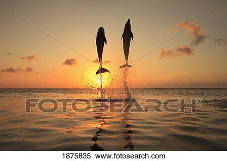 Stock Photography - Roatan, Bay Islands, Honduras; Bottlenose Dolphins (Tursiops Truncatus) Jumping In The Caribbean Sea At Sunset. Fotosearch
