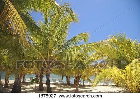 Roatan, Bay Islands, Honduras; The Beach At Anthony's Key Resort View Large Photo Image Stock Photo - Roatan, Bay Islands, Honduras; The Beach At Anthony's Key Resort. Fotosearch