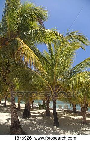 Stock Photograph - Roatan, Bay Islands, Honduras; The Beach At Anthony's Key Resort. Fotosearch