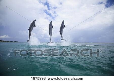 Stock Image - Roatan, Bay Islands, Honduras; Three Bottlenose Dolphins (Tursiops Truncatus) Jumping Out Of The Water At Anthony's Key Resort. Fotosearch
