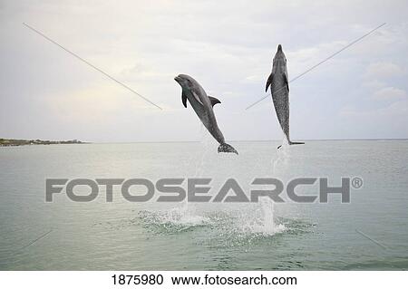 Stock Image - Roatan, Bay Islands, Honduras; Two Bottlenose Dolphins (Tursiops Truncatus) Jumping Out Of The Water At Anthony's Key Resort. Fotosearch