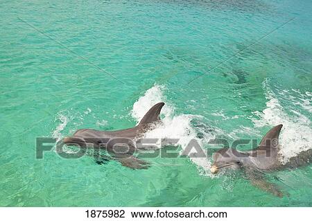 Roatan, Bay Islands, Honduras; Two Bottlenose Dolphins (Tursiops Truncatus) Swimming In The Water At Anthony's Key Resort View Large Photo Image Stock Image - Roatan, Bay Islands, Honduras; Two Bottlenose Dolphins (Tursiops Truncatus) Swimming In The Water At Anthony's Key Resort. Fotosearch