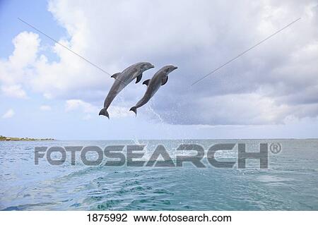 Stock Image - Roatan, Bay Islands, Honduras; Two Bottlenose Dolphins (Tursiops Truncatus) Jumping Out Of The Water At Anthony's Key Resort. Fotosearch
