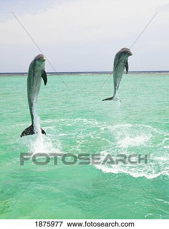 Stock Photo - Roatan, Bay Islands, Honduras; Two Bottlenose Dolphins (Tursiops Truncatus) Jumping Out Of The Water At Anthony's Key Resort. Fotosearch