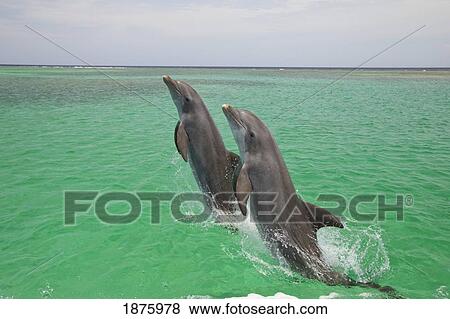 Stock Photo - Roatan, Bay Islands, Honduras; Two Bottlenose Dolphins (Tursiops Truncatus) Jumping Out Of The Water At Anthony's Key Resort. Fotosearch