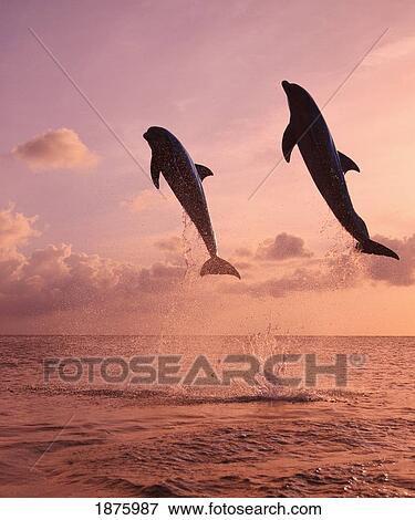 Stock Photo - Roatan, Bay Islands, Honduras; Two Bottlenose Dolphins (Tursiops Truncatus) Jumping Out Of The Water At Anthony's Key Resort At Sunset. Fotosearch
