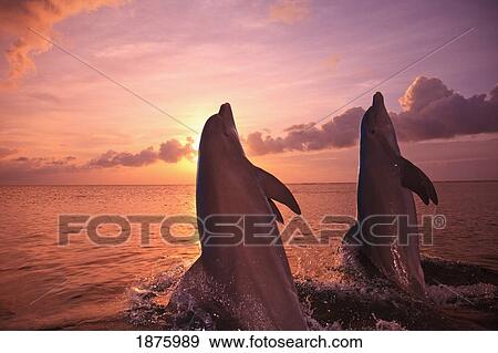 Stock Photo - Roatan, Bay Islands, Honduras; Two Bottlenose Dolphins (Tursiops Truncatus) Jumping Out Of The Water At Anthony's Key Resort At Sunset. Fotosearch
