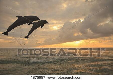 Roatan, Bay Islands, Honduras; Two Bottlenose Dolphins (Tursiops Truncatus) Jumping Out Of The Water At Anthony's Key Resort At Sunset View Large Photo Image Stock Photo - Roatan, Bay Islands, Honduras; Two Bottlenose Dolphins (Tursiops Truncatus) Jumping Out Of The Water At Anthony's Key Resort At Sunset. Fotosearch