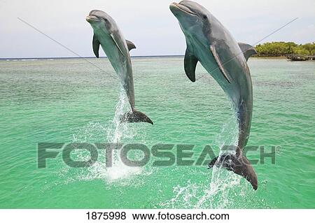 Stock Photo - Roatan, Bay Islands, Honduras; Two Bottlenose Dolphins (Tursiops Truncatus) Jumping Out Of The Water At Anthony's Key Resort. Fotosearch