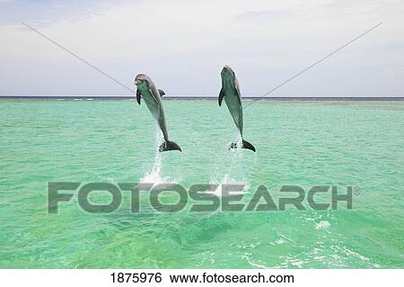 Stock Photograph - Roatan, Bay Islands, Honduras; Two Bottlenose Dolphins (Tursiops Truncatus) Jumping Out Of The Water At Anthony's Key Resort. Fotosearch