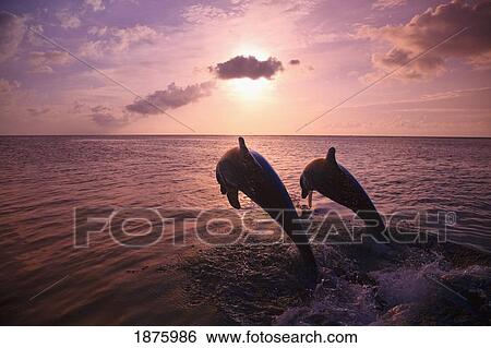 Stock Photograph - Roatan, Bay Islands, Honduras; Two Bottlenose Dolphins (Tursiops Truncatus) Jumping Out Of The Water At Anthony's Key Resort At Sunset. Fotosearch