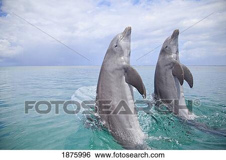 Stock Photograph - Roatan, Bay Islands, Honduras; Two Bottlenose Dolphins (Tursiops Truncatus) Jumping Out Of The Water At Anthony's Key Resort. Fotosearch