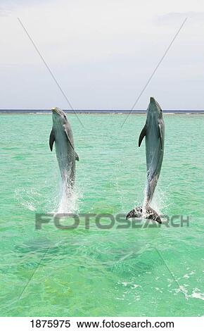 Stock Photography - Roatan, Bay Islands, Honduras; Two Bottlenose Dolphins (Tursiops Truncatus) Jumping Out Of The Water At Anthony's Key Resort. Fotosearch