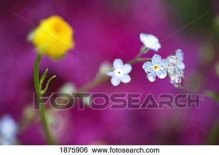 Small Blue Flowers View Large Photo Image Stock Photograph - Small Blue Flowers. Fotosearch