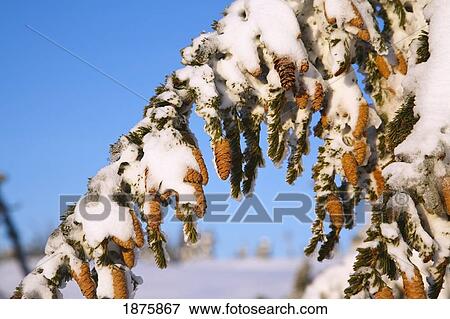 Snow Covering A Tree Branch And Pine Cones View Large Photo Image Stock Photo - Snow Covering A Tree Branch And Pine Cones. Fotosearch