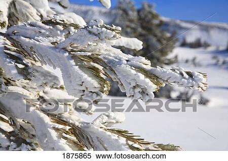 Snow On Tree Branches View Large Photo Image Stock Photography - Snow On Tree Branches. Fotosearch