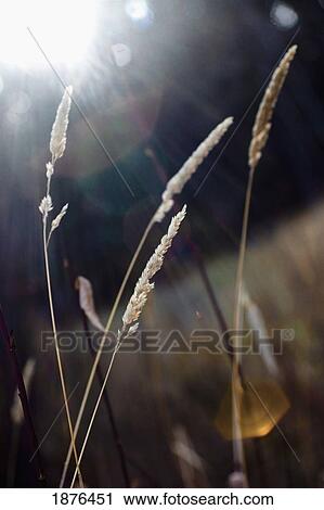 Spruce Grove, Alberta, Canada; Wheat Grass In The Sunlight View Large Photo Image Stock Image - Spruce Grove, Alberta, Canada; Wheat Grass In The Sunlight. Fotosearch