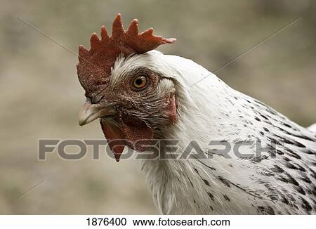 Stock Image - The Head Of A Rooster. Fotosearch