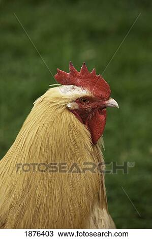 Stock Image - The Head Of A Rooster. Fotosearch