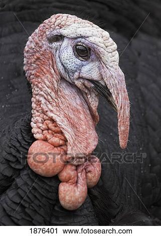The Head Of A Turkey (Meleagris) View Large Photo Image Stock Image - The Head Of A Turkey (Meleagris). Fotosearch