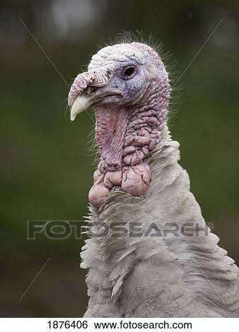 The Head Of A Turkey (Meleagris) View Large Photo Image Stock Photograph - The Head Of A Turkey (Meleagris). Fotosearch