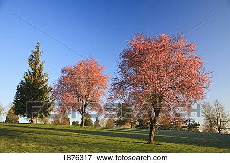 Trees With Blossoms In A Park Area View Large Photo Image Stock Photo - Trees With Blossoms In A Park Area. Fotosearch