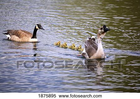 Stock Photography - Two Geese Swimming With Their Goslings Following. Fotosearch