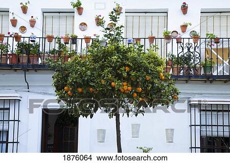 Picture - Vejer De La Frontera, Andalusia, Spain; A Fruit Tree In Front Of A White House. Fotosearch