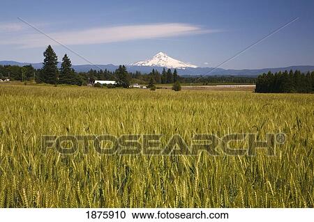 View Of A Mountain From A Wheat Field View Large Photo Image Stock Image - View Of A Mountain From A Wheat Field. Fotosearch
